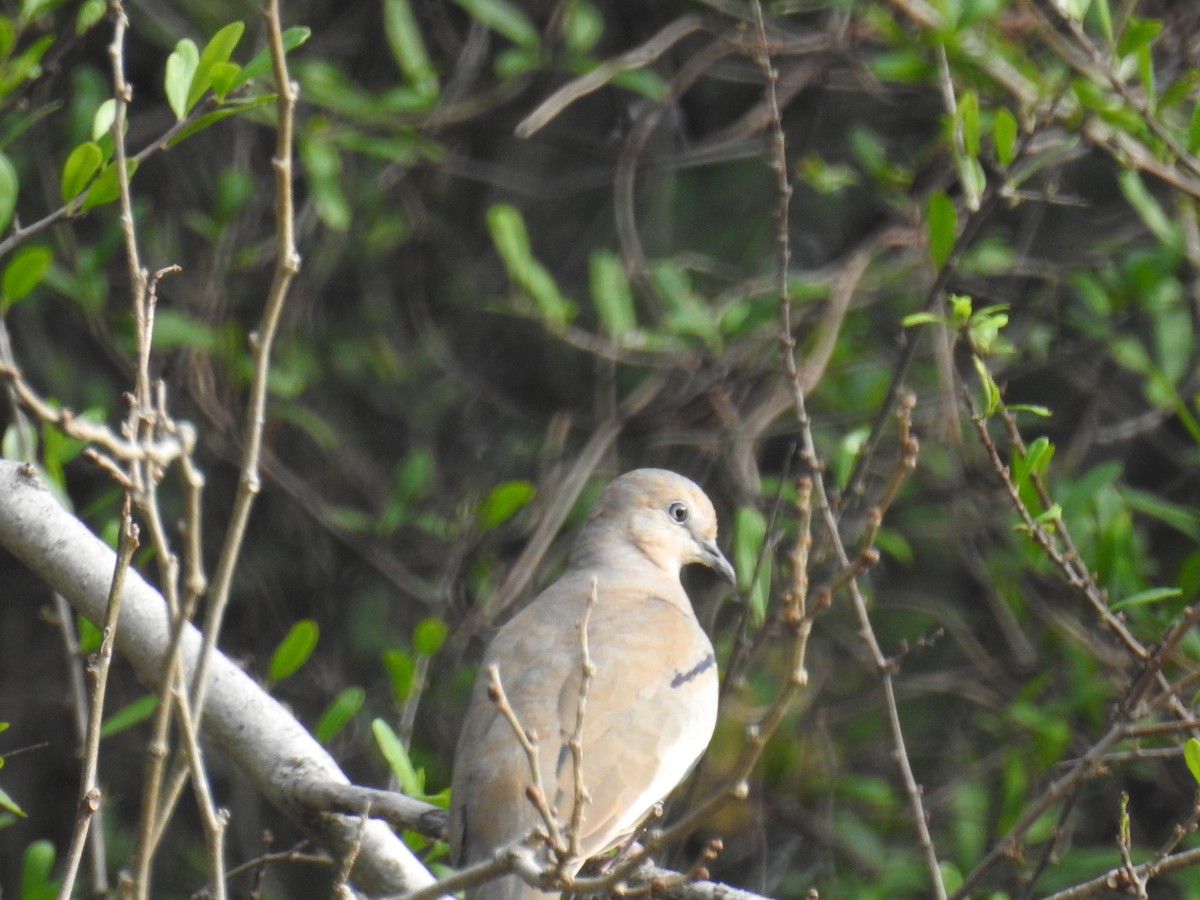Picui Ground Dove - ML635332212
