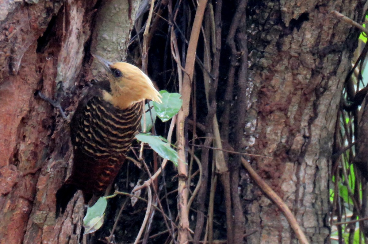 Pale-crested Woodpecker - ML635332244