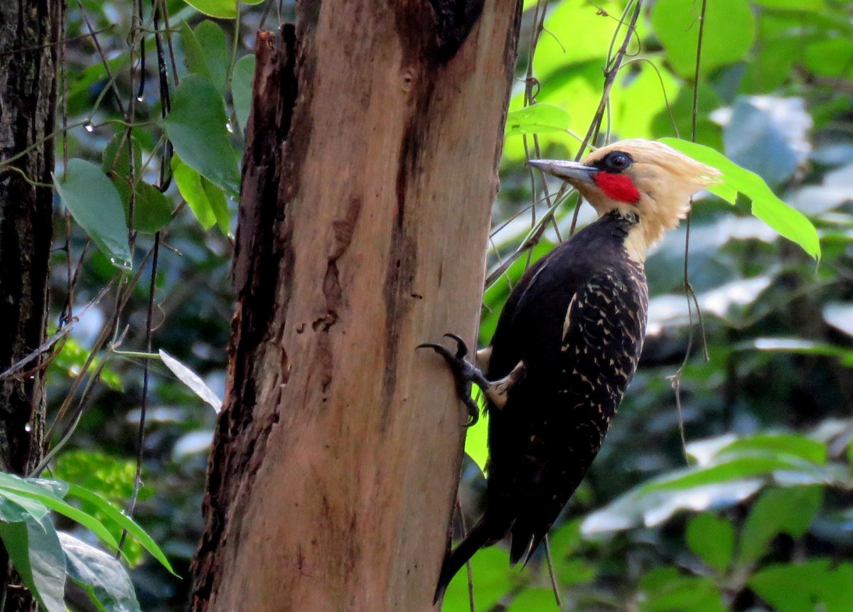 Pale-crested Woodpecker - ML635332275