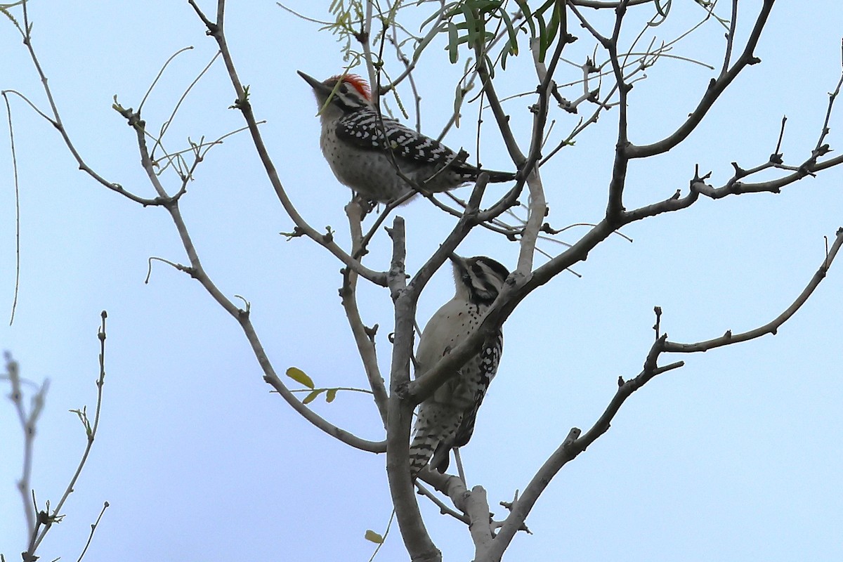 Ladder-backed Woodpecker - ML635332482