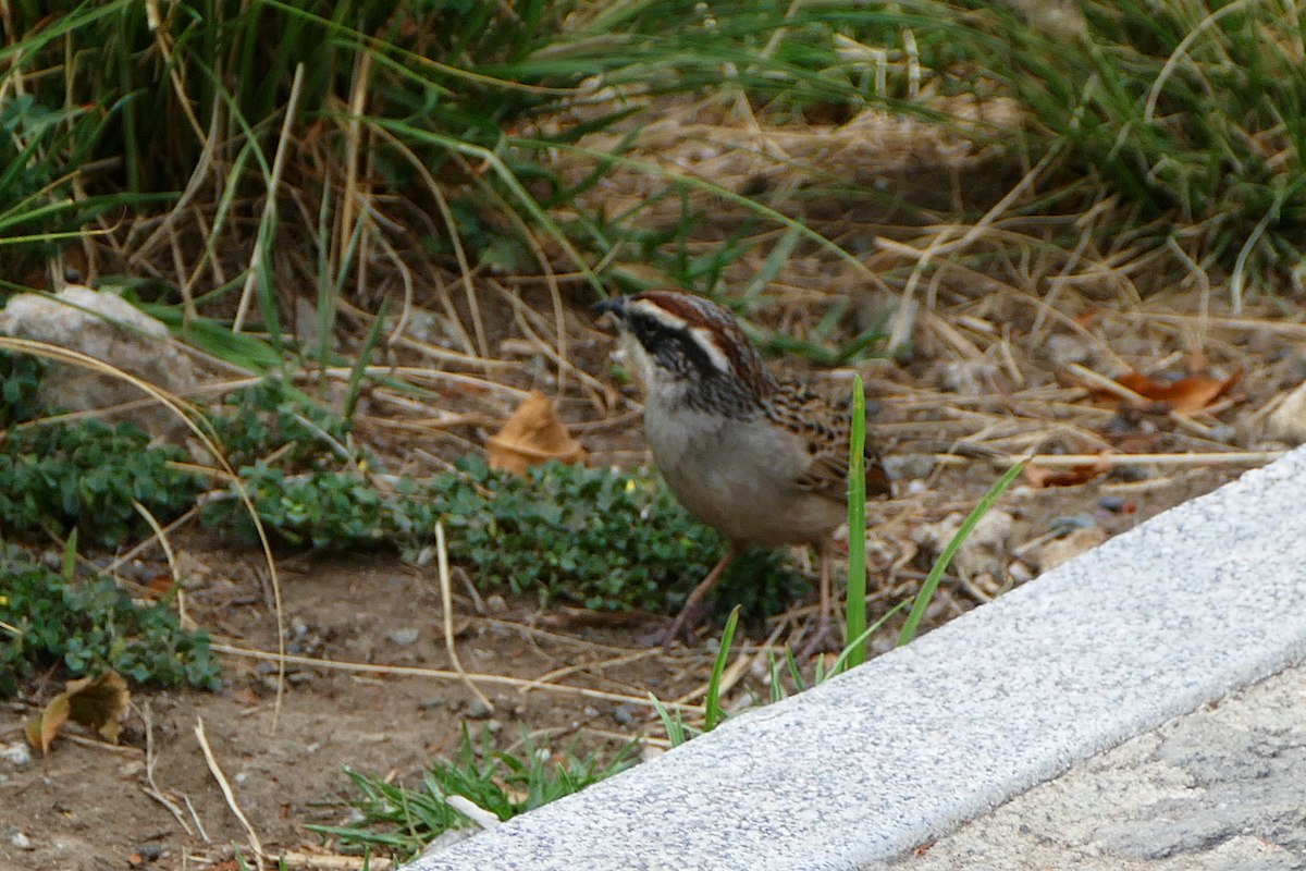 Striped Sparrow - ML635332504
