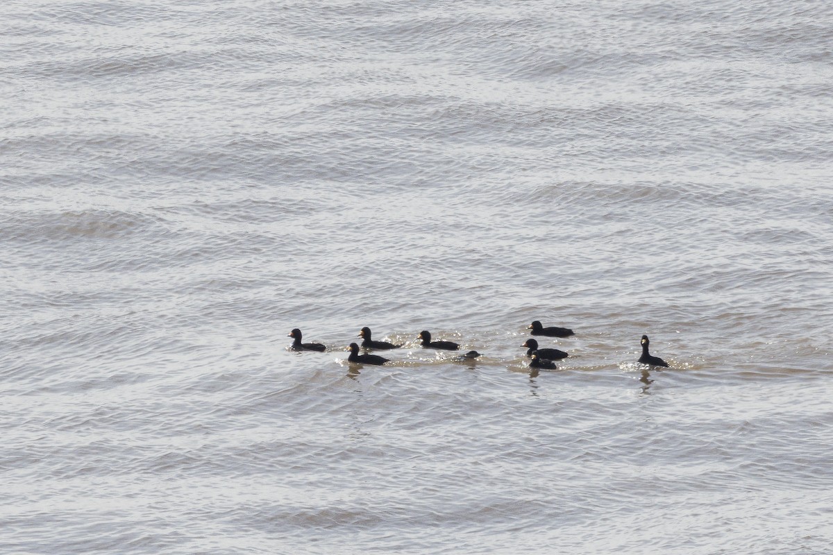 Black Scoter - ML635332518