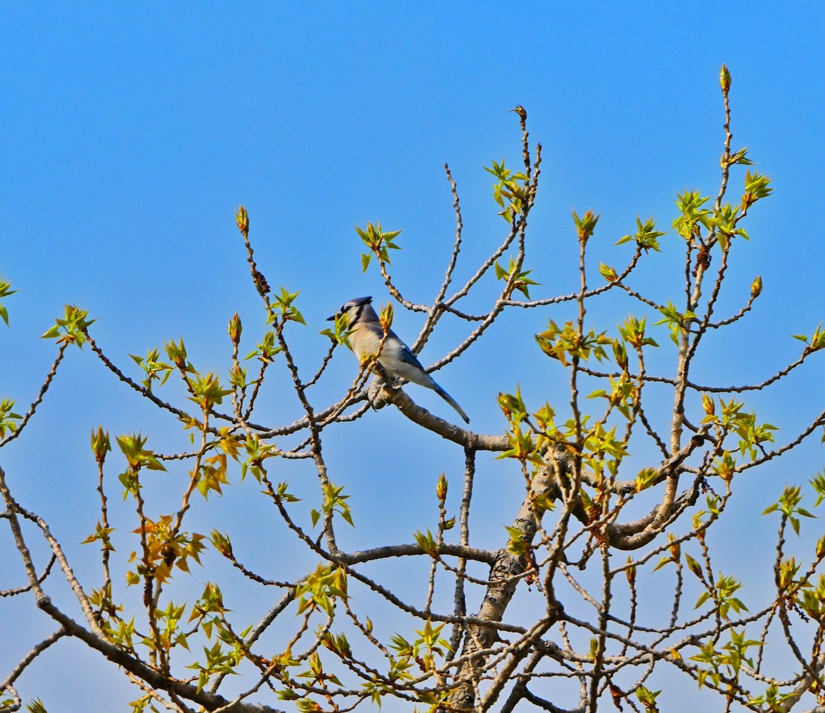 Blue Jay - ML635332594