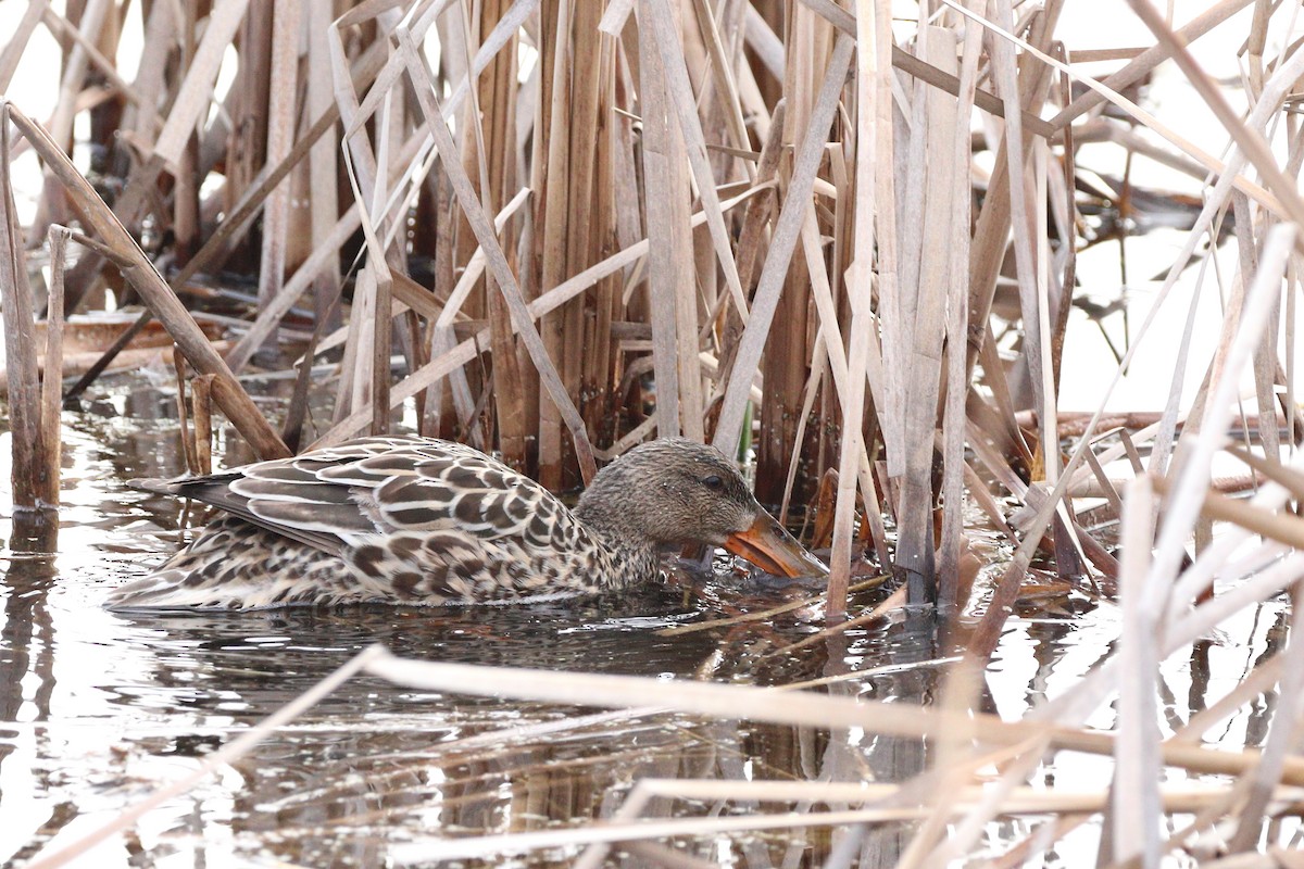 Northern Shoveler - ML635332605