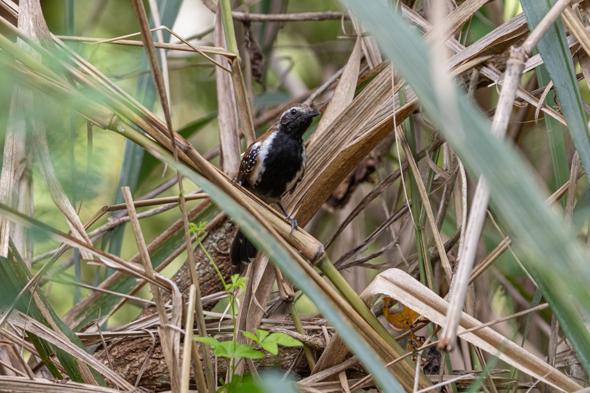Rusty-backed Antwren - ML635332838