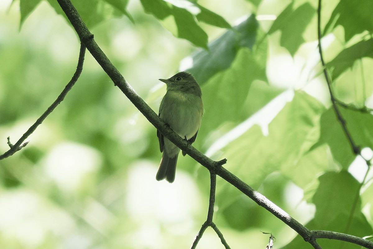 Buchenschnäppertyrann - ML635332841