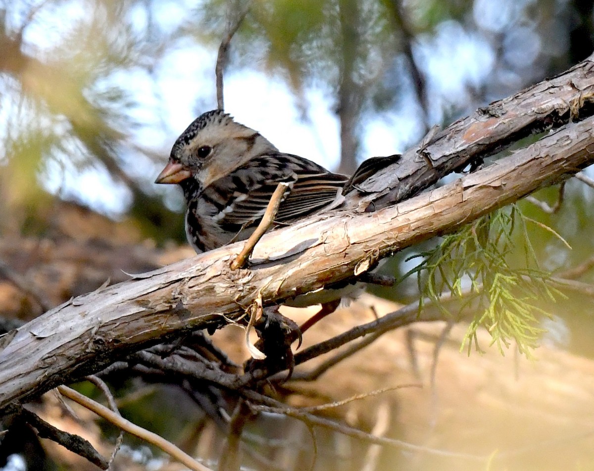 Harris's Sparrow - ML635332849