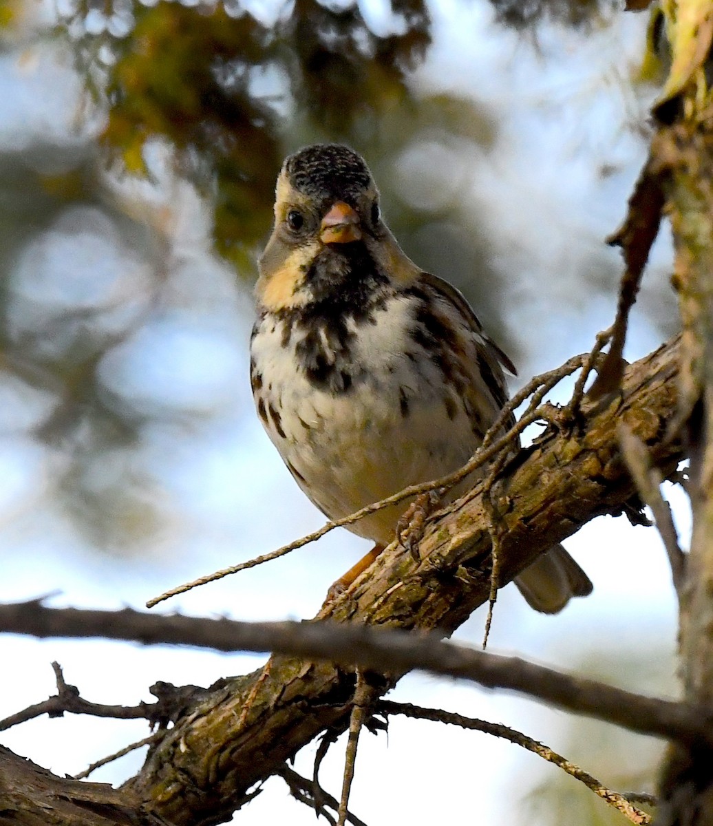 Harris's Sparrow - ML635332850