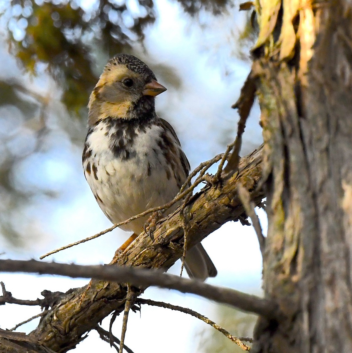 Harris's Sparrow - ML635332852