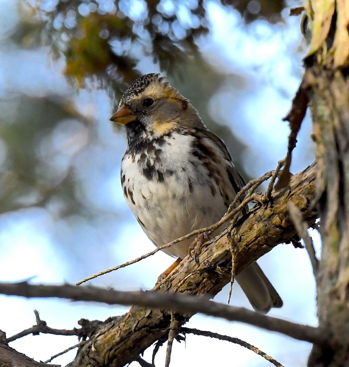Harris's Sparrow - ML635332861