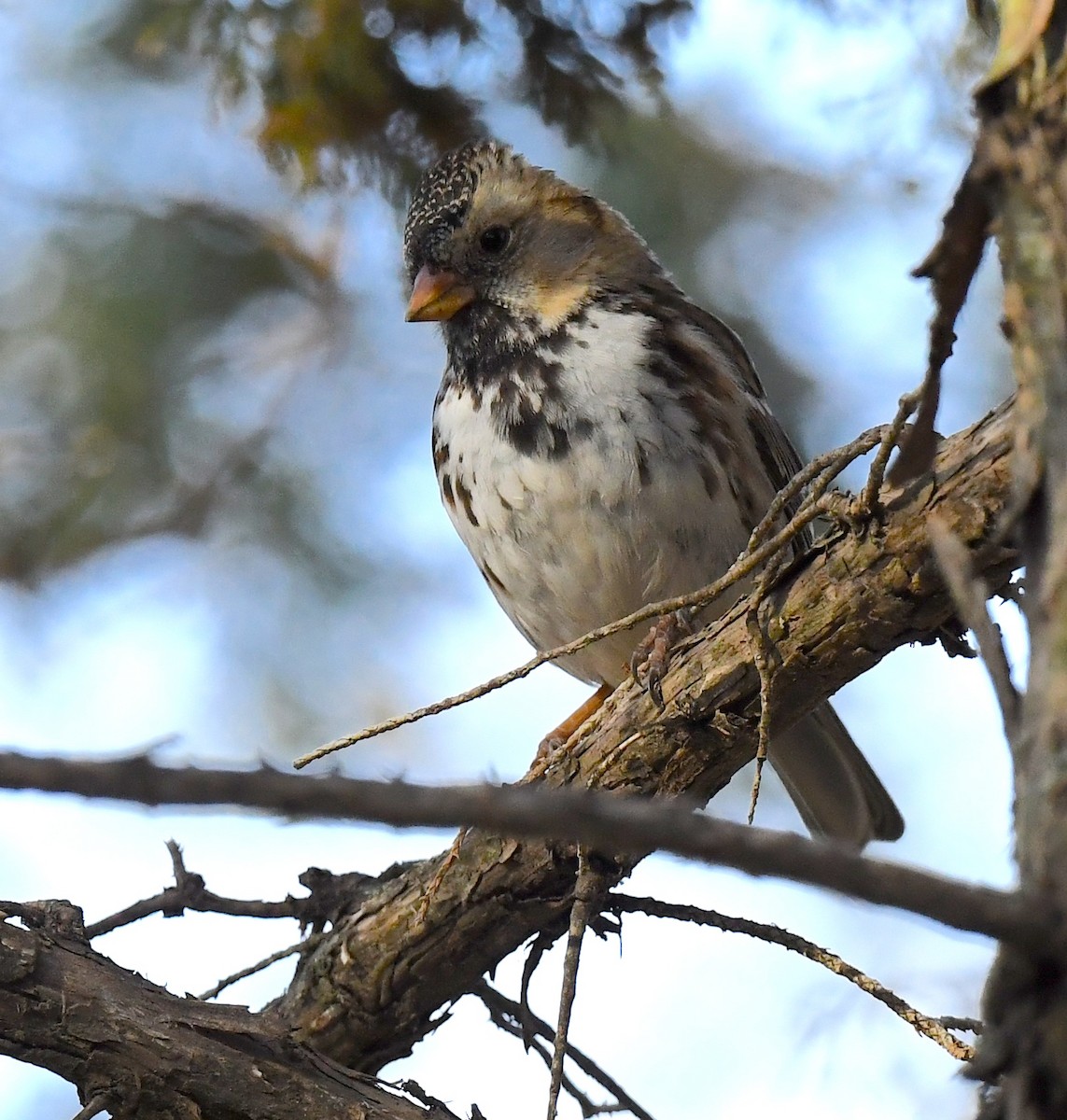 Harris's Sparrow - ML635332869