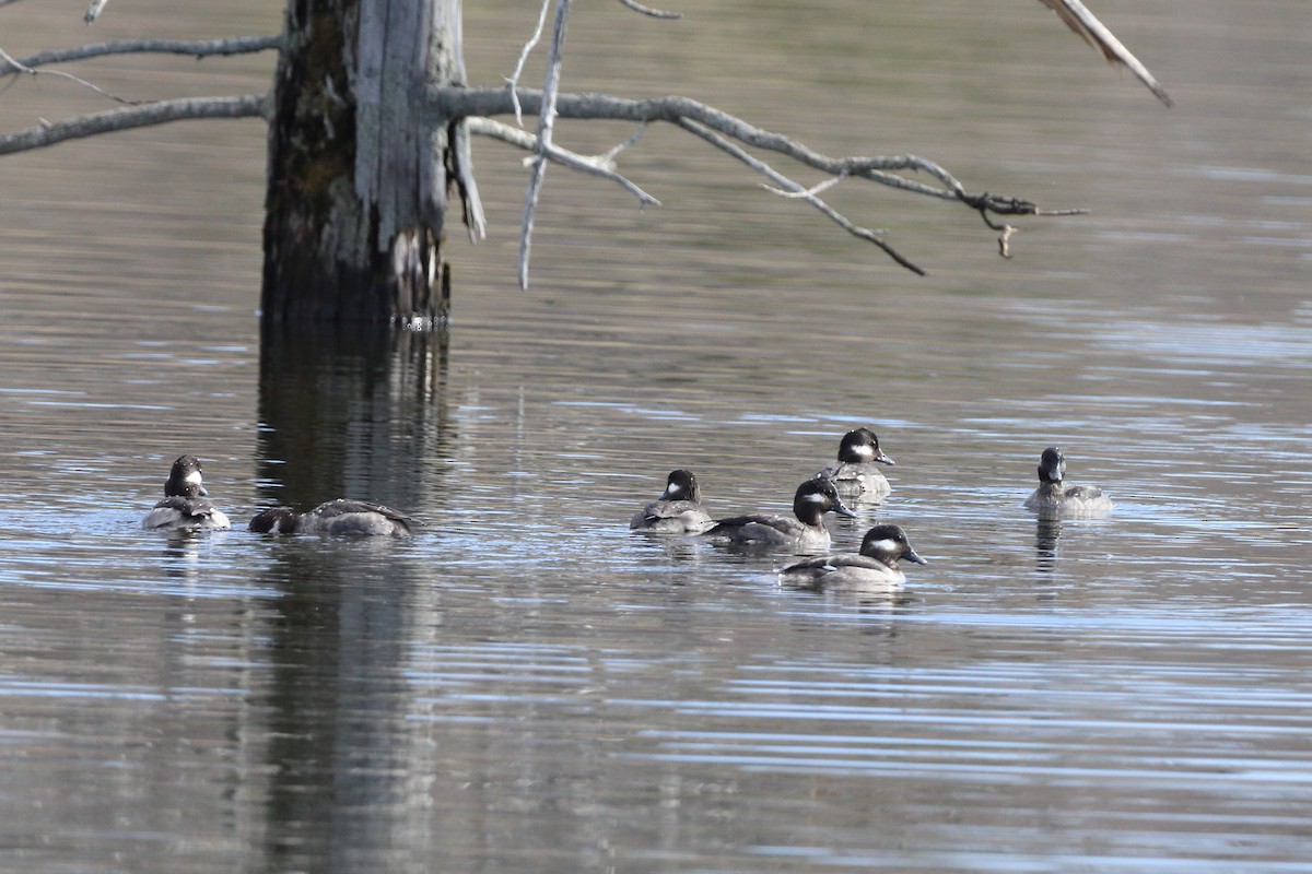 Bufflehead - ML635332872