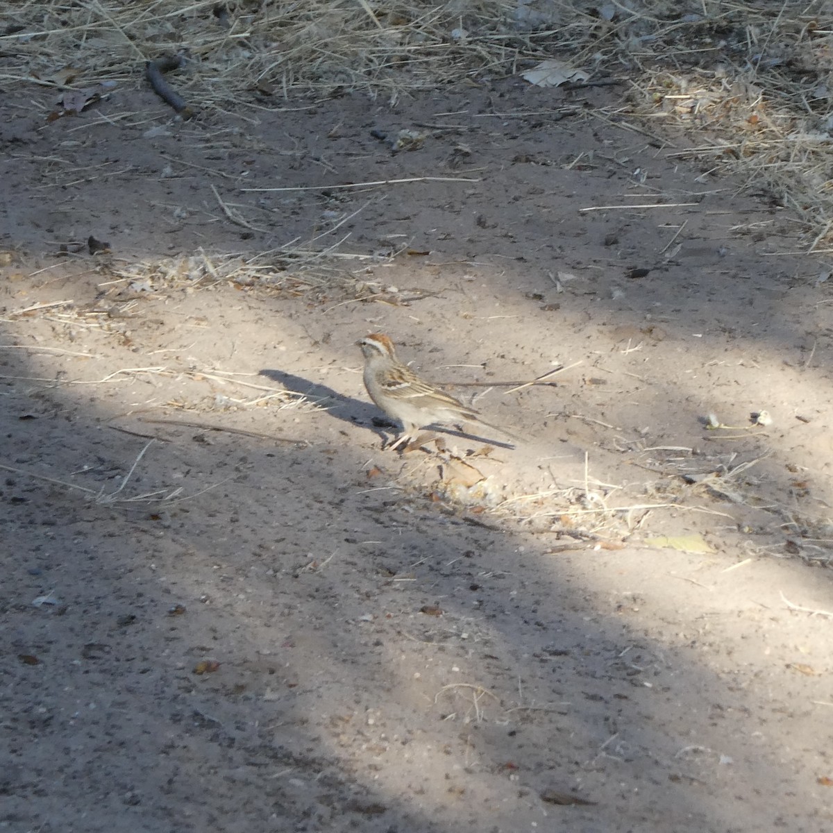 Chipping Sparrow - ML635332873