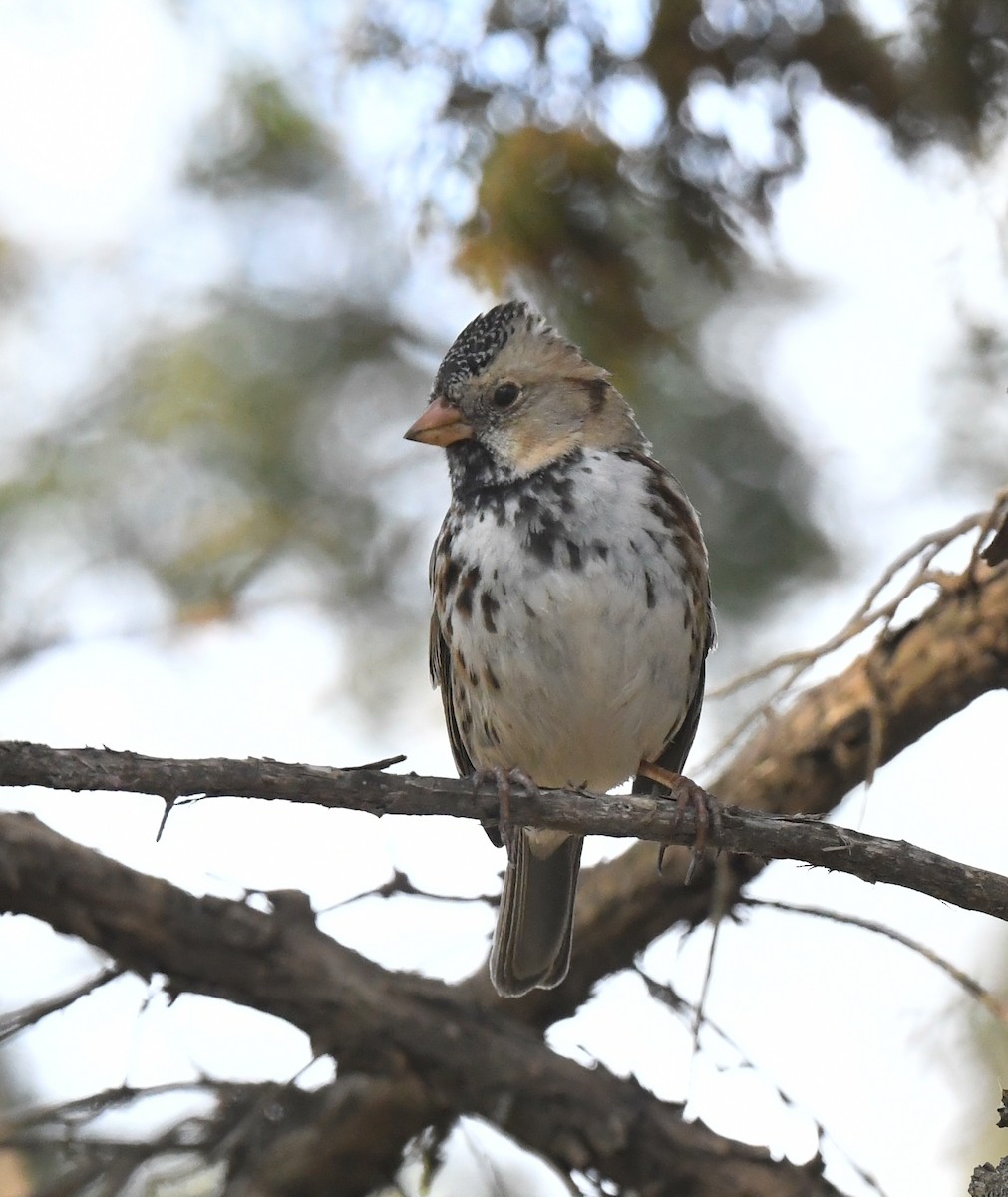 Harris's Sparrow - ML635332900