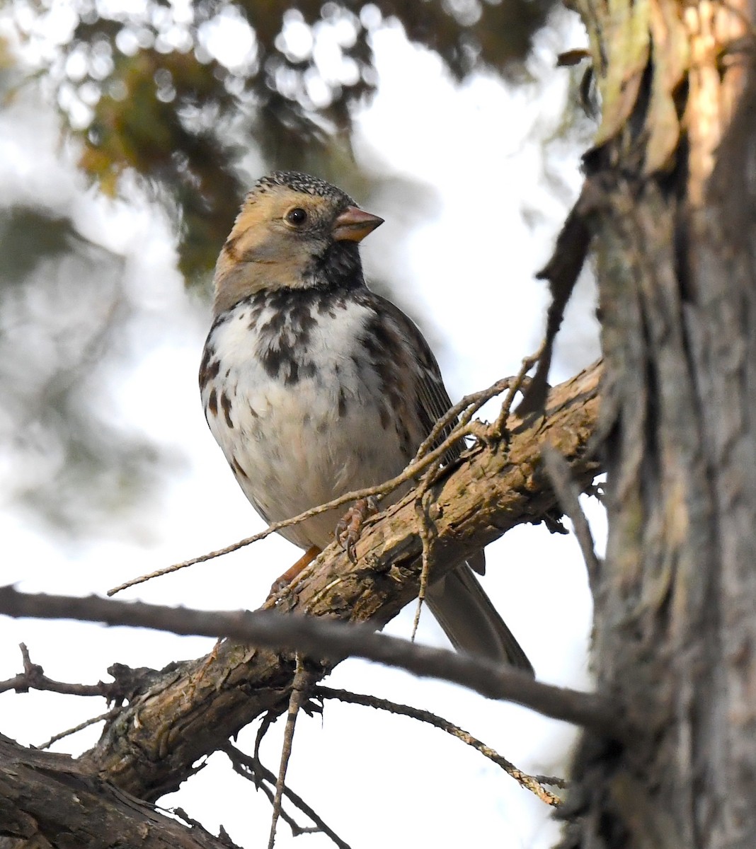 Harris's Sparrow - ML635332937