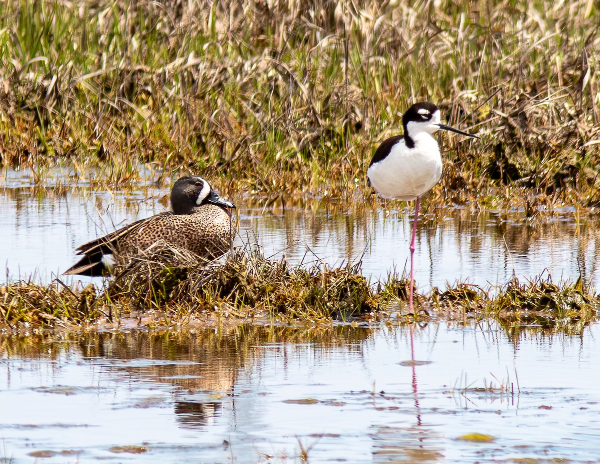 Black-necked Stilt - ML635332945