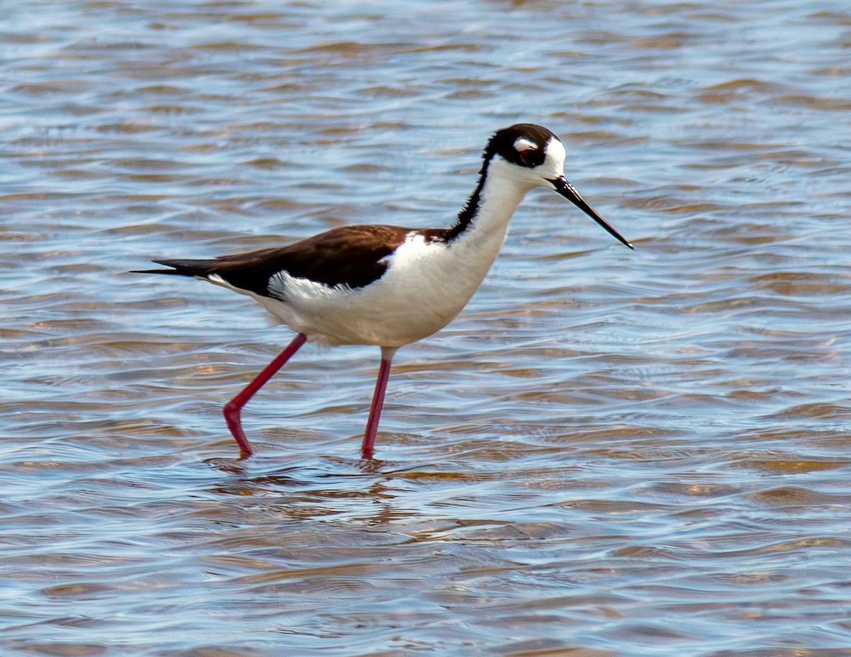 Black-necked Stilt - ML635332948