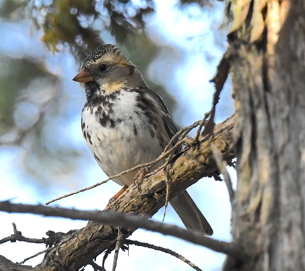 Harris's Sparrow - ML635333002