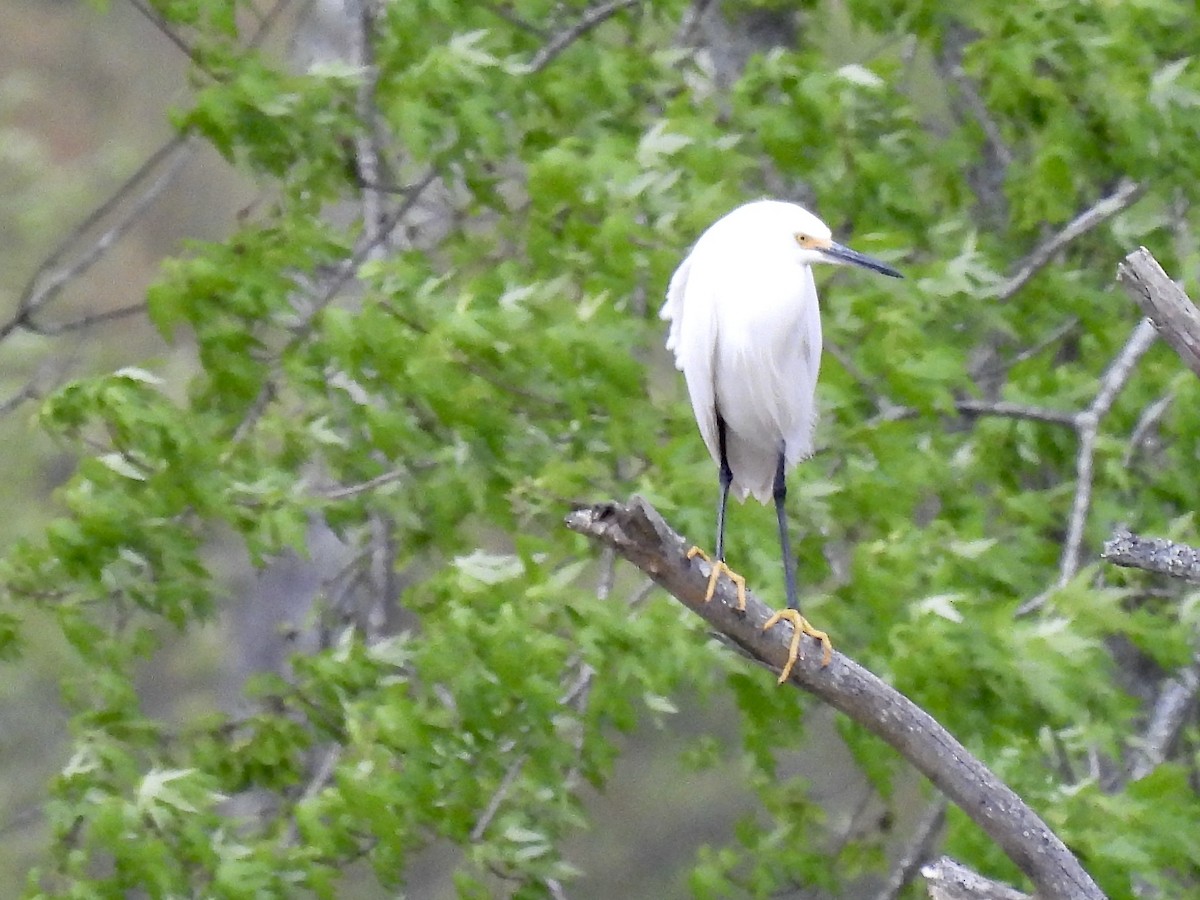 Snowy Egret - ML635333013