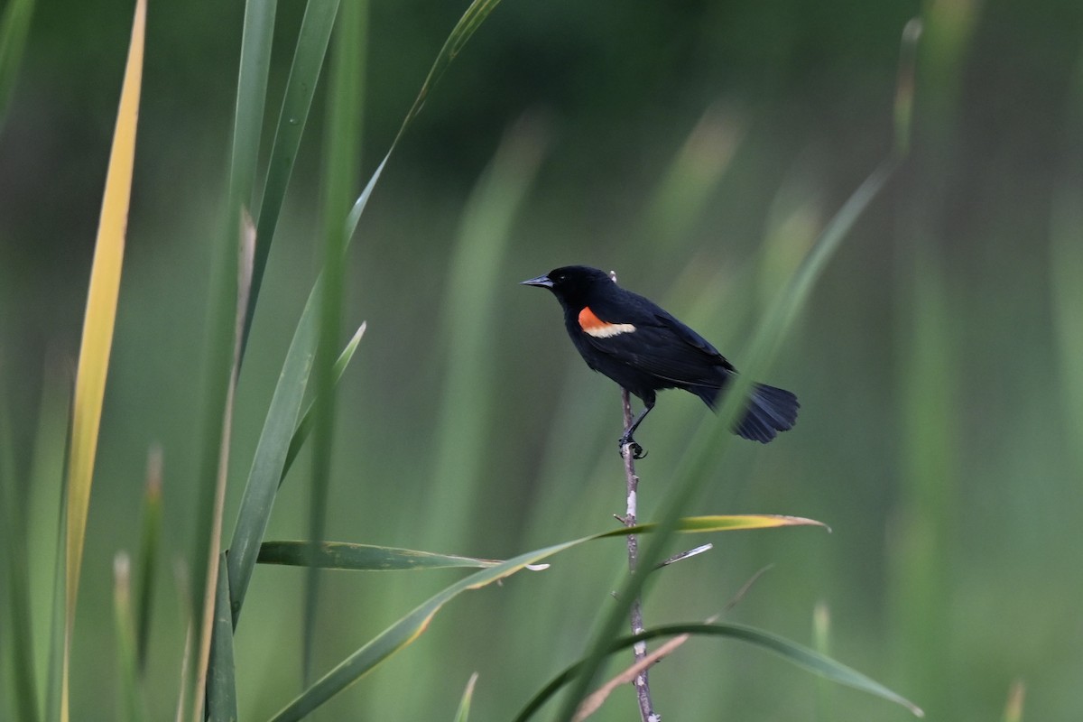 Red-winged Blackbird - ML635333018