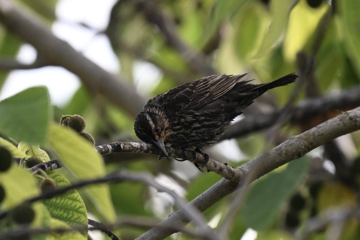 Red-winged Blackbird - ML635333023