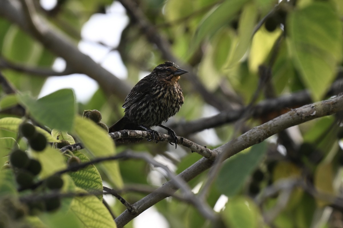 Red-winged Blackbird - ML635333028