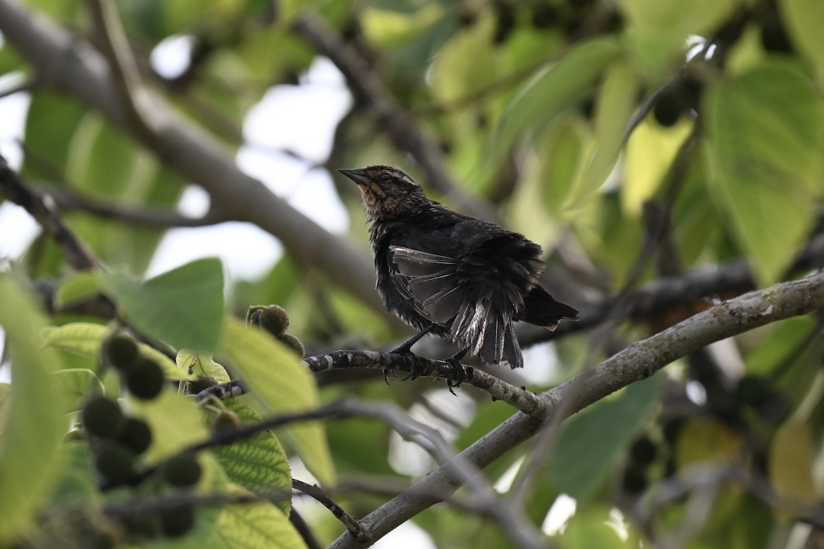 Red-winged Blackbird - ML635333030