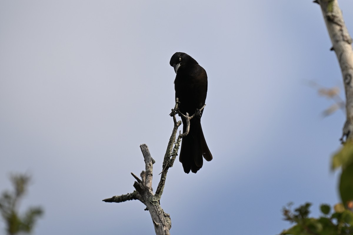 Common Grackle - ML635333050