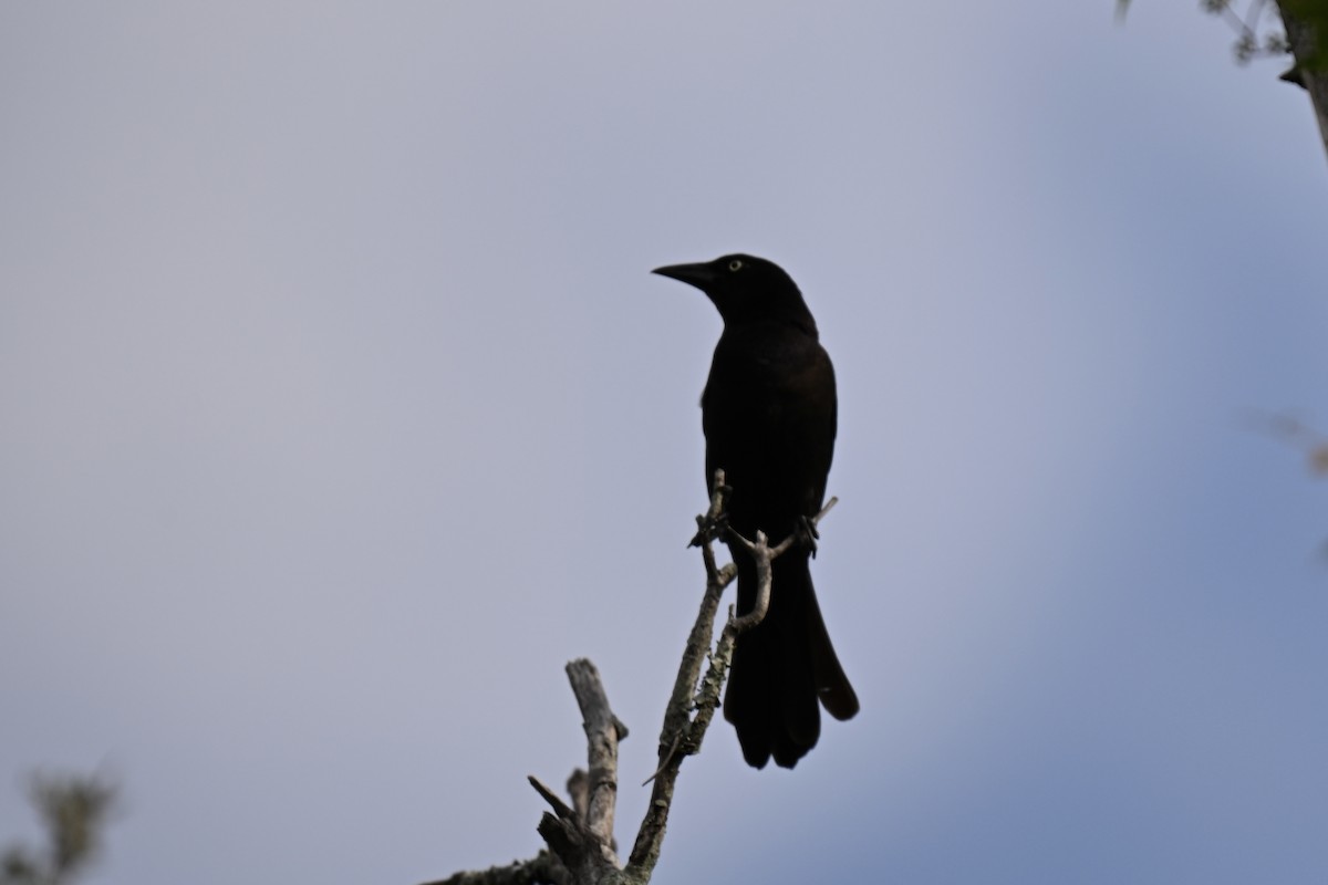 Common Grackle - ML635333052
