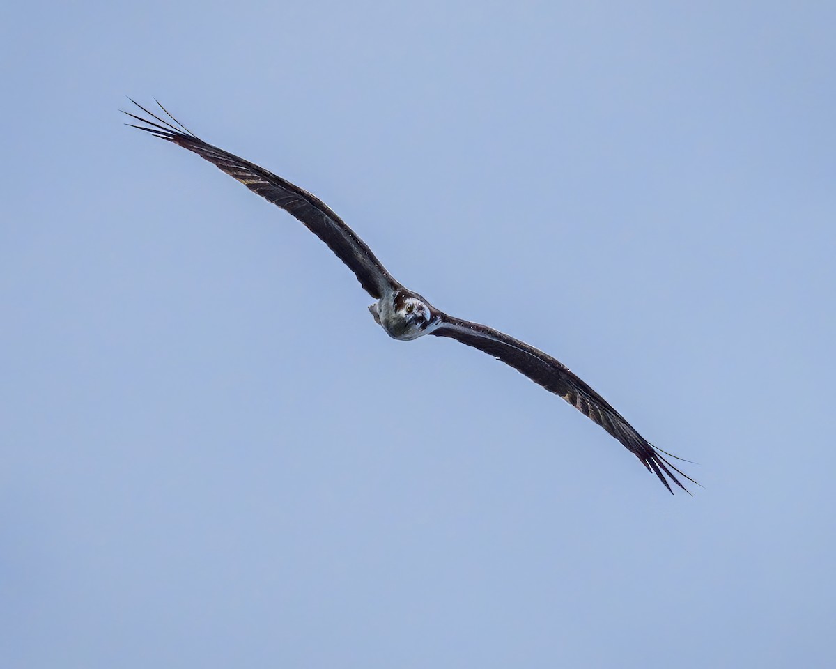 Osprey (American) - ML635333094