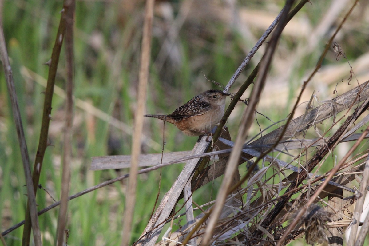 Sedge Wren - ML635333163