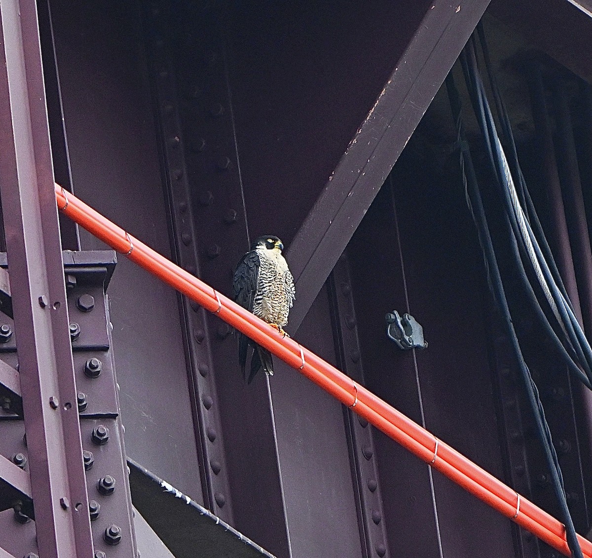 Peregrine Falcon - ML635333181