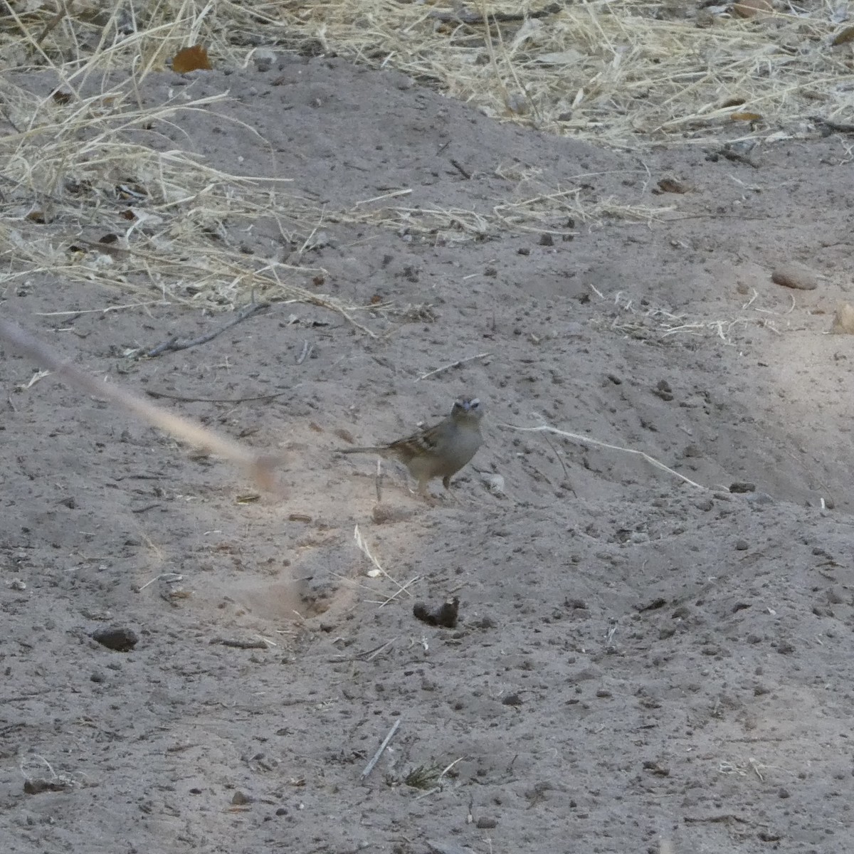 White-crowned Sparrow - ML635333252