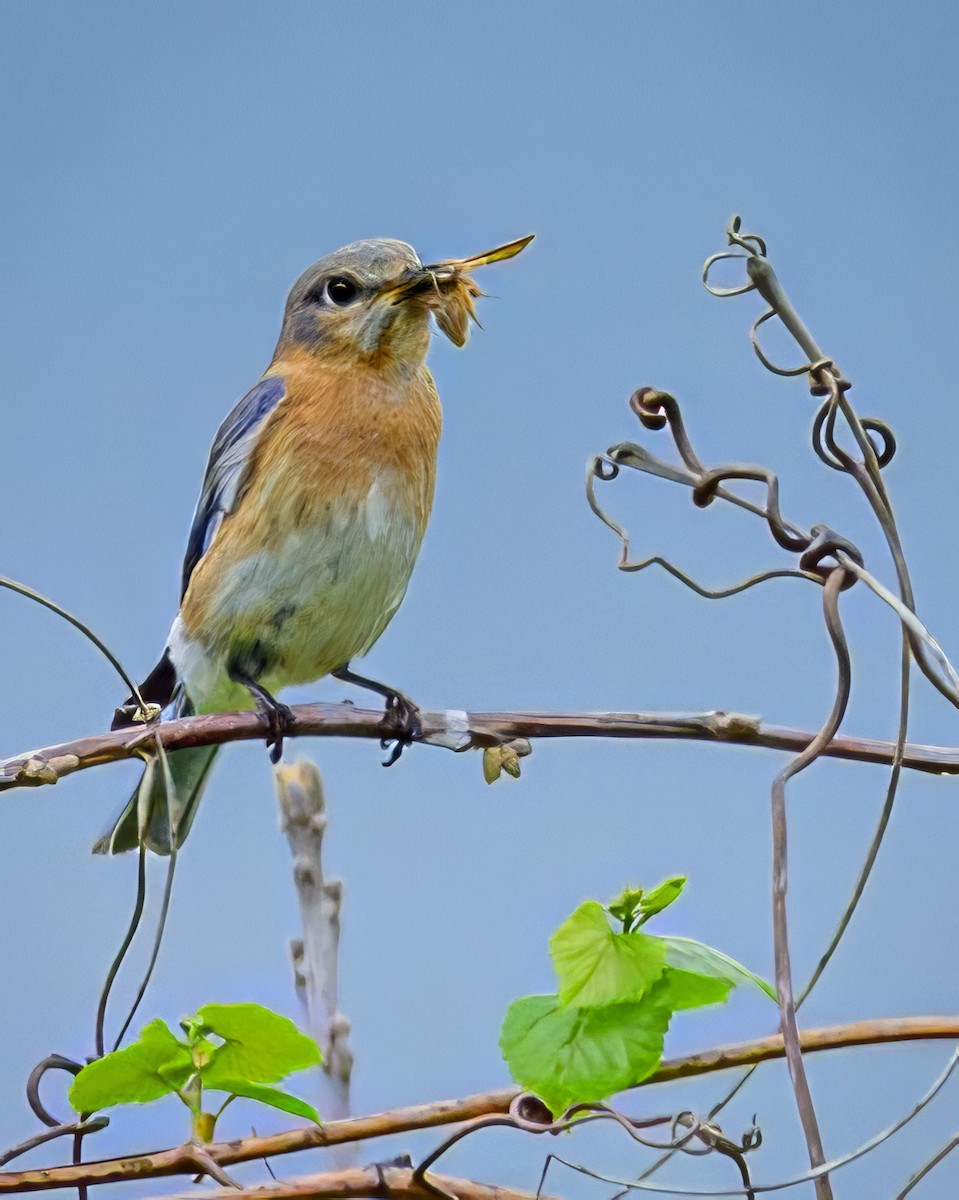 Eastern Bluebird - ML635333264