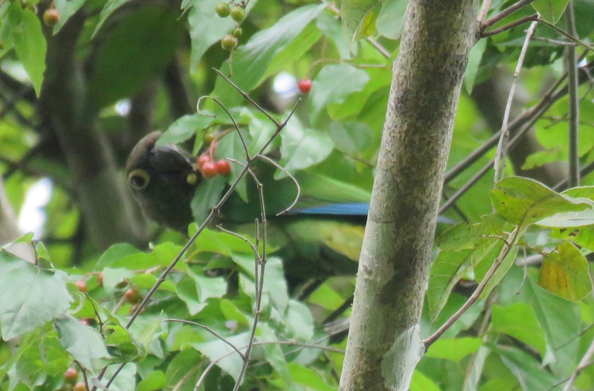 Blaze-winged Parakeet - ML635333307