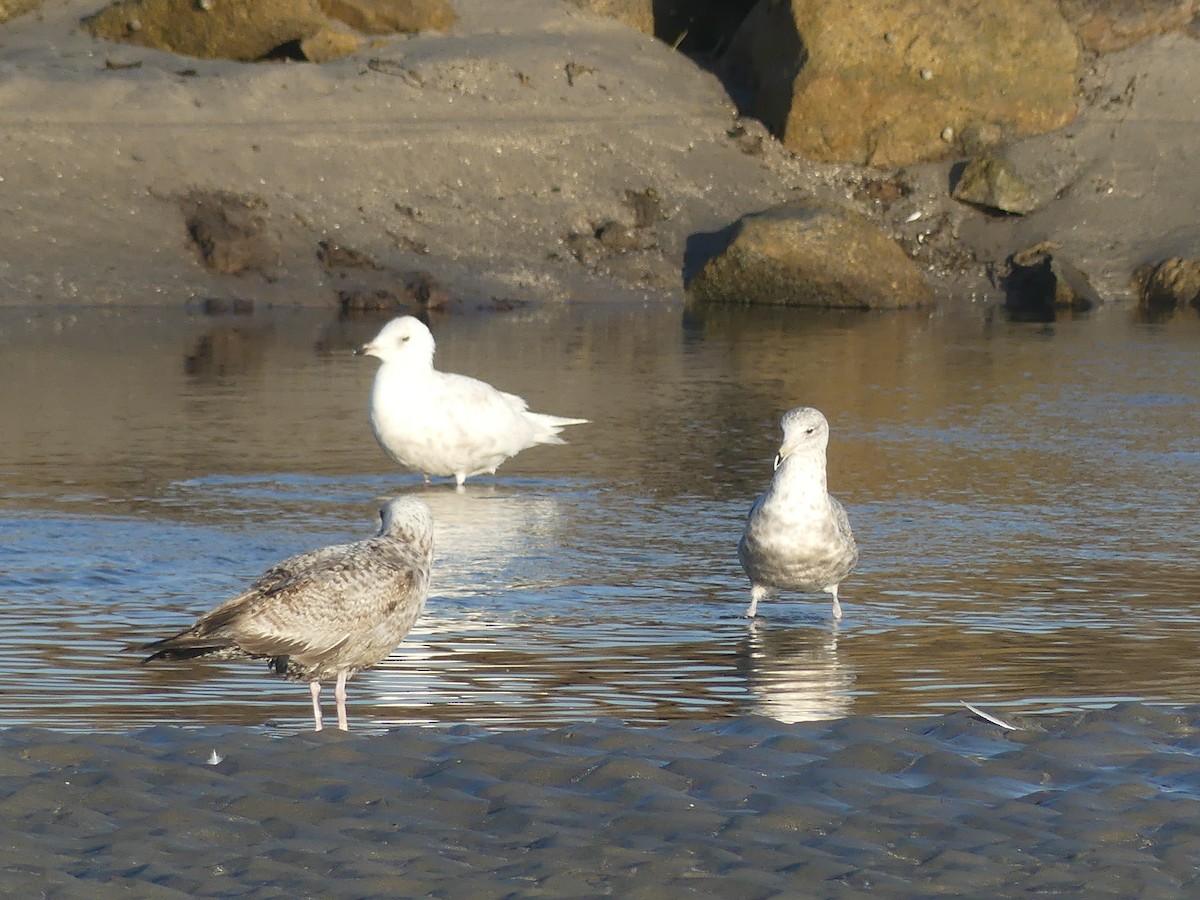 Iceland Gull - ML635333333