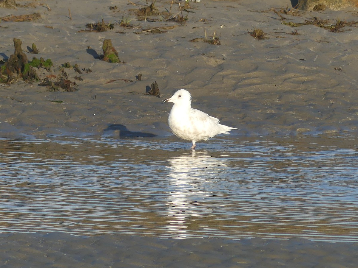 Iceland Gull - ML635333334