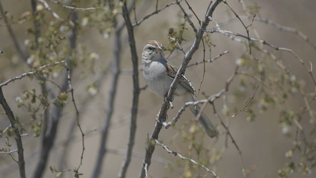 Rufous-winged Sparrow - ML635333386