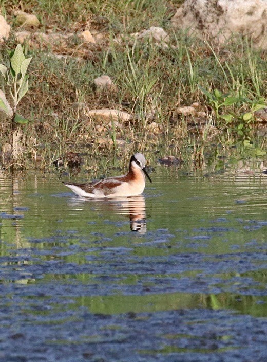 lyskonoh dlouhozobý - ML635333406