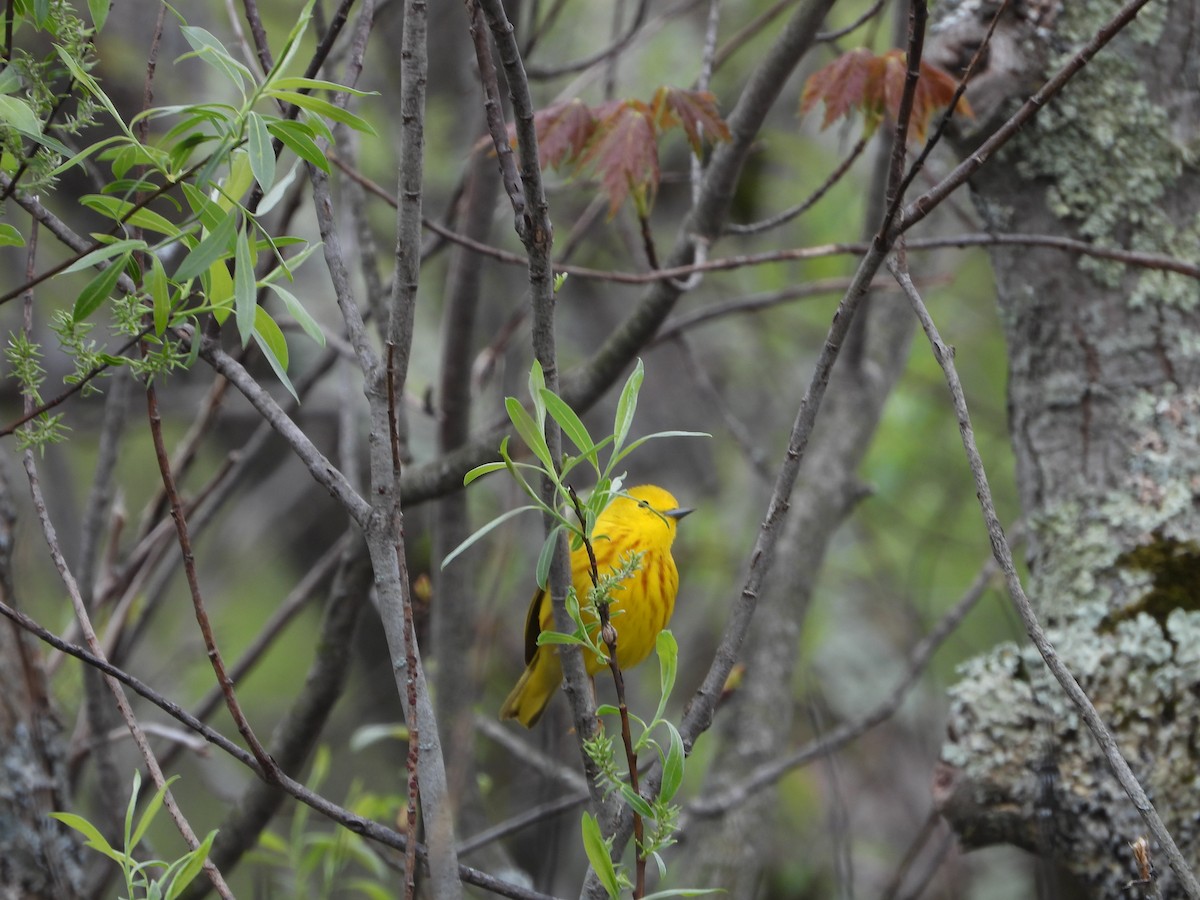Yellow Warbler - ML635333409