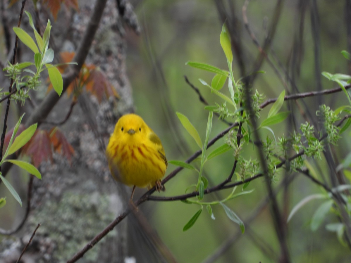Yellow Warbler - ML635333427
