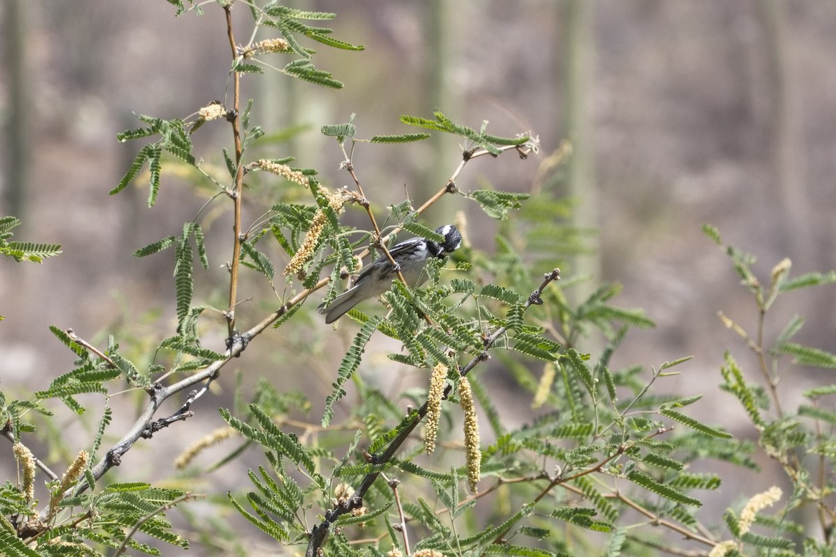 Black-throated Sparrow - ML635333428