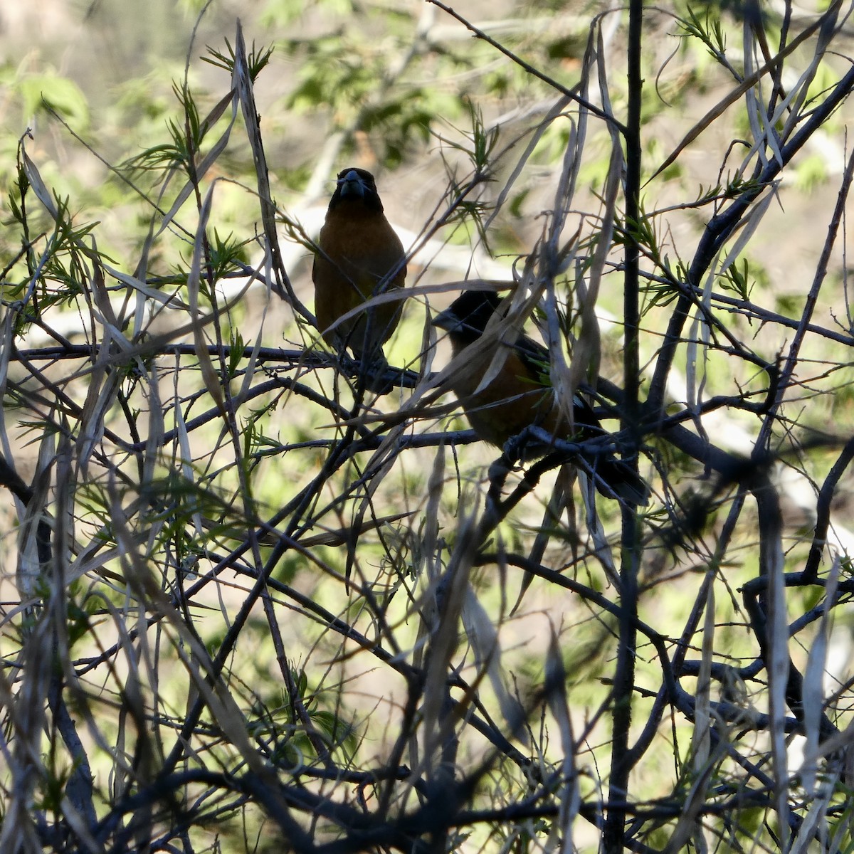 Black-headed Grosbeak - ML635333430