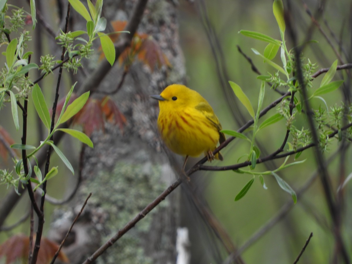 Yellow Warbler - ML635333432
