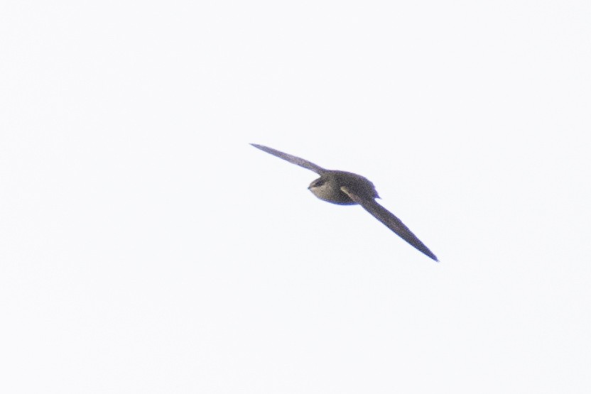 Chimney Swift - ML635333435