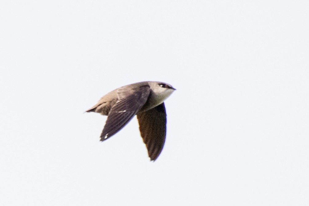 Chimney Swift - ML635333436