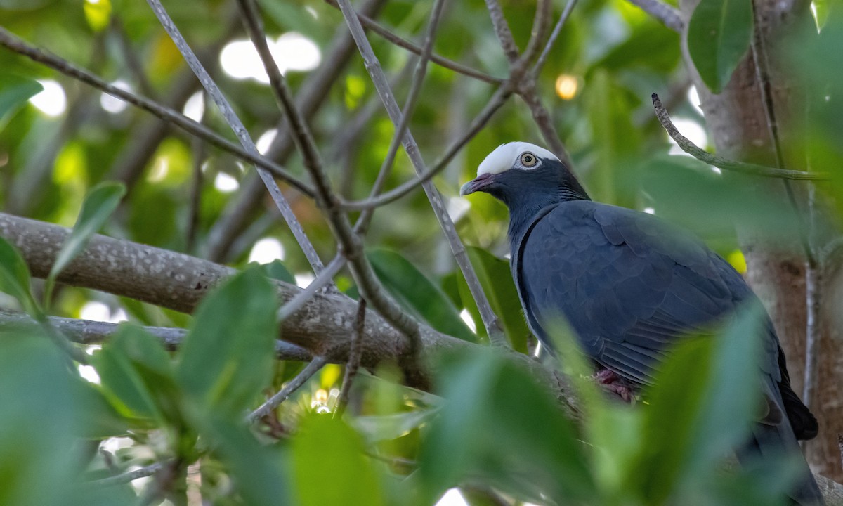 White-crowned Pigeon - ML635333457