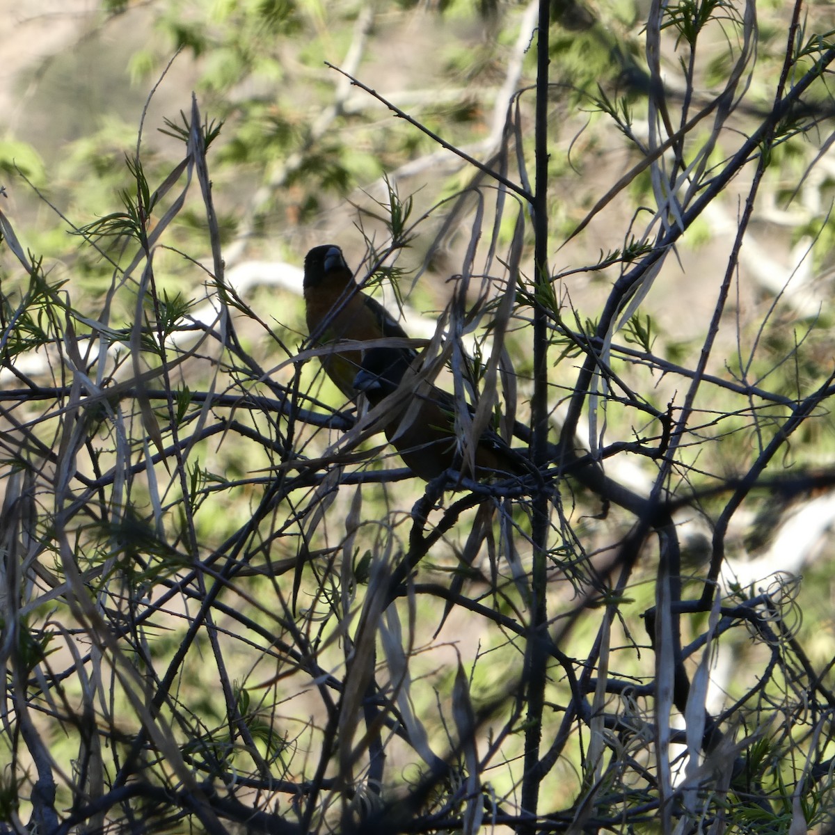 Black-headed Grosbeak - ML635333489