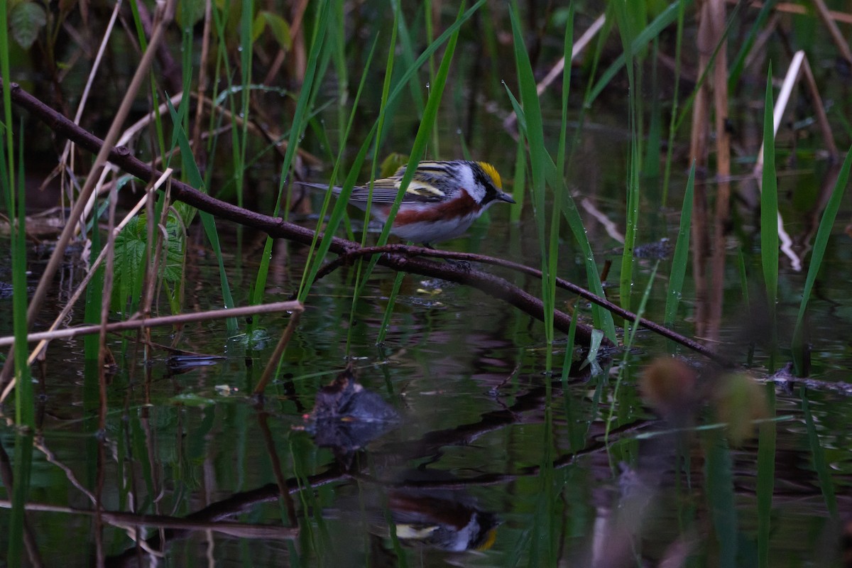 Chestnut-sided Warbler - ML635333494