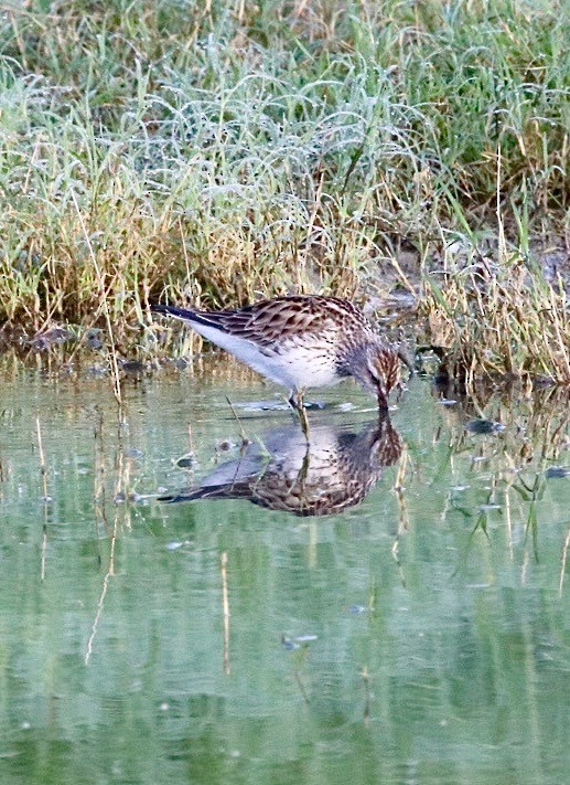 jespák tundrový - ML635333497